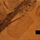 Illustration for article titled Exciting News: This Pterosaur Fossil May Be Full of Crap!